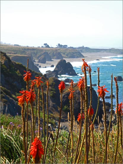 sm (06) 090709 Kortum.jpg - A small but prolific Red Hot Poker Plant grove overlooks the Pacific on the northern trail.